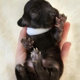 Godiva - Sable female Dachshund puppy in Loganville, Georgia from Royal Dackel Haus
