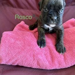 Rosco - Brindle male Boxer puppy in Cicero, New York from MK Boxer Haven of CNY