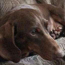 Dachshunds from Deer Hollow Dachshunds