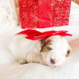Noelle - Parti female Goldendoodle puppy in Sterling, Illinois from Charley's Goldendoodles
