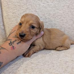 Andy - Cream male Dachshund puppy in Barnard, Missouri from KB Doxies