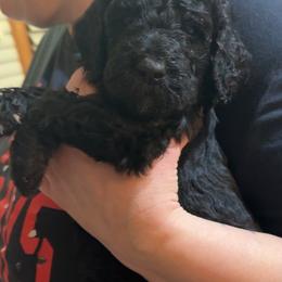 Asher - Black male Goldendoodle puppy in Petersburg, West Virginia from Wv Diva Doodles