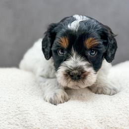 Doc Hudson - Black male Australian Labradoodle puppy in Denton, Texas from Liberty Hill Labradoodles