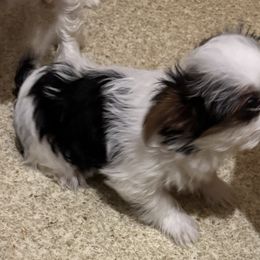 Doc - Parti male Yorkshire Terrier puppy in Creston, Ohio from Royal Crown Keeper LTD