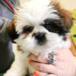 Shih Tzu Puppies from Beirin Breige Shih Tzus