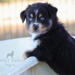 Boy 2 - Black tri-color male Australian Shepherd puppy in Athens, Alabama from SunSet Ranch Aussies