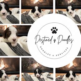 Bernedoodles from Destined 4 Doodles