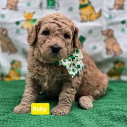 Ruby - Yellow and white female Bernedoodle puppy in Summerville, South Carolina from Channys Doodles