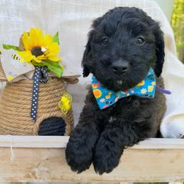 Pedro - Brindle male Bordoodle puppy in Canfield, Ohio from Poo's Doo's & Inu's