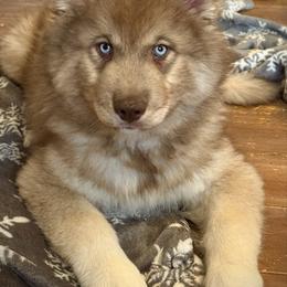 Cedar - Red and white male Siberian Husky puppy in Florence, Kentucky from Moonlight Howl Huskies