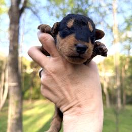 Baby Boy Brown - Black and tan male Airedale Terrier puppy in Mooresville, North Carolina from Farm 55