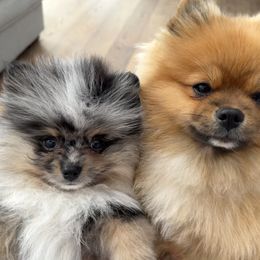 Pomeranian Puppies from Glitzypoms