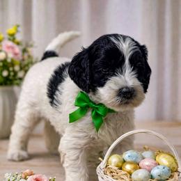 Boy 2 - Black and chalk male Australian Labradoodle puppy in Avon, Indiana from Forever Friends Labradoodles