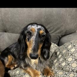 Harley - Dachshund
