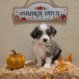 Rayne - Blue merle female Miniature American Shepherd puppy in Bristol, Tennessee from Riverstone Aussies
