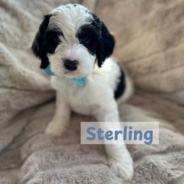 Sterling - Black and white male Springerdoodle puppy in Cassville, Wisconsin from Storyside Kennels