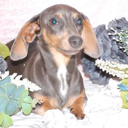 Gadget - Dachshund