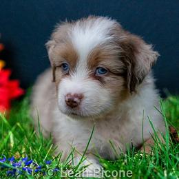 Miniature American Shepherd Puppies from Great Companions MAS