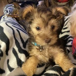 Poodle, Yorkipoo, and Yorkshire Terrier Puppies from Yorkie Oodle Doodle