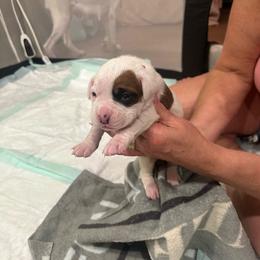 Boy 4 - Red - White male Boxer puppy in Nashville, Tennessee from Best Friends