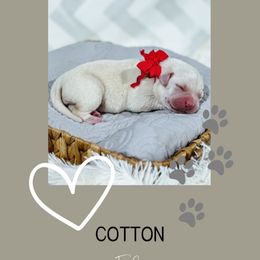 6th pick puppy - Labrador Retriever puppy from Bohlken Labradors