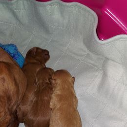 Cavapoo Puppies from Peach's Pittsburgh Cavapoos