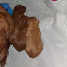 Cavapoo Puppies from Peach's Pittsburgh Cavapoos