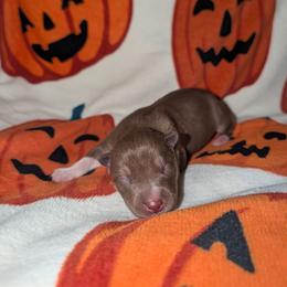 Kindle - Red and white female Siberian Husky puppy in Amery, Wisconsin from Liberty Siberians
