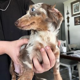 Leota - Dachshund