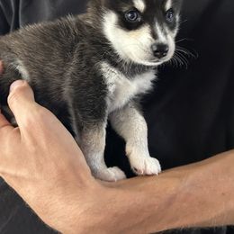 Alaskan Klee Kai Puppies from Lucky Charm Farms