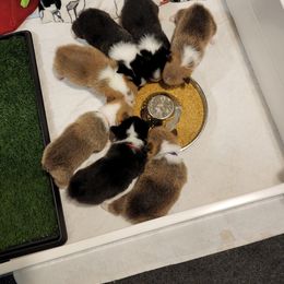 Pembroke Welsh Corgi Puppies from FG's Corgis