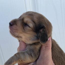 Thursday - Cream male Dachshund puppy in El Paso, Texas from Mells Weenies