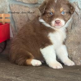 Syrup - Red tri-color male Australian Shepherd puppy in Chehalis, Washington from Wandering Acres Ranch