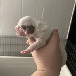 Clumber Spaniel Puppies from Briton Clumber Spaniels