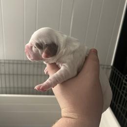 Clumber Spaniel Puppies from Briton Clumber Spaniels
