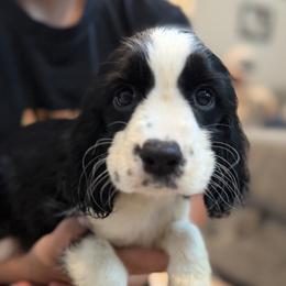North - Black and white female English Springer Spaniel puppy in Fort White, Florida from Thunderbird Springers