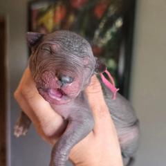 Girl 4 - Black female Xoloitzcuintli puppy in Ethridge, Tennessee from Royalty Reigns Xolos