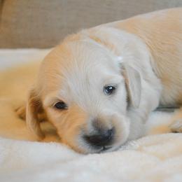 Velvet Charm - Cream male Dachshund puppy in Cantonment, Florida from Dreamheart Dachshunds LLC