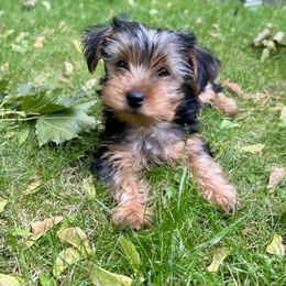 Yorkshire Terrier Puppies from Celestial Family Terriers (Yooper Yorkies)