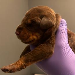 Chili - Red and rust female Doberman Pinscher puppy in Bruce Township, Michigan from Eminent Dobermans