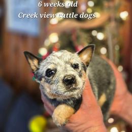 Girl 3 - Blue female Australian Cattle Dog puppy in Monroe, North Carolina from Creek View Cattle Dogs
