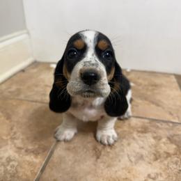 Girl 1 - Black brown and white female Basset Hound puppy in Brandon, Mississippi from Milton’s Bassets