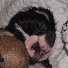 Raven - Brindle and white female French Bulldog puppy in Monterey, Louisiana from McaysKennels