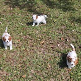 Cavapoo Puppies from Crystal Coast Cavapoodles