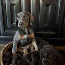 Violet - Blue and rust female Doberman Pinscher puppy in Brookfield, Wisconsin from Haus of Hound