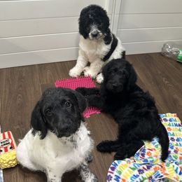 Labradoodle puppies from Doodling Around