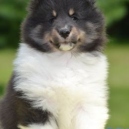 Shetland Sheepdog Puppies from Allison Gilbert