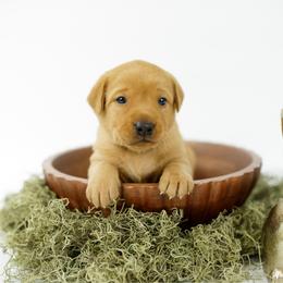 Captain - Yellow male Labrador Retriever puppy in Allons, Tennessee from UC Labradors LLC