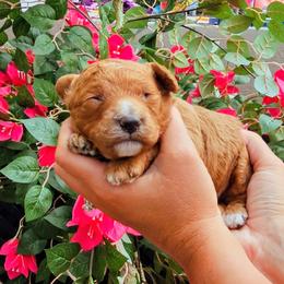 Blaze - Red  female Goldendoodle puppy in Forest, Ohio from Mini Doodle Buddies