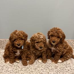 Purple collar girl - Red  female Goldendoodle puppy in Bristol, Tennessee from 4goldendoodles